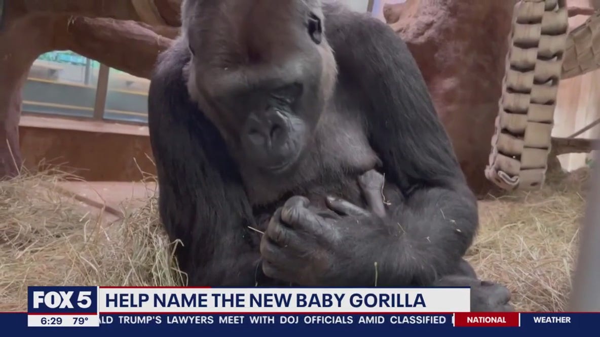 Help name the DC Zoo's new baby gorilla